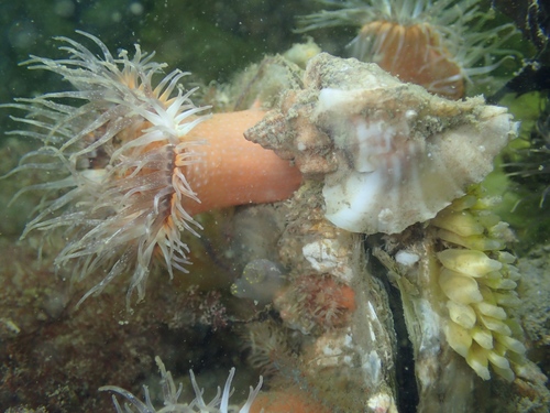 Japanese Oyster Drill, Oosterschelde, Zeeuwse meren, 158_13_400, NL, photo 5 of 10