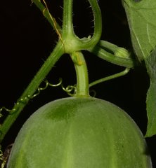 Polyclathra cucumerina