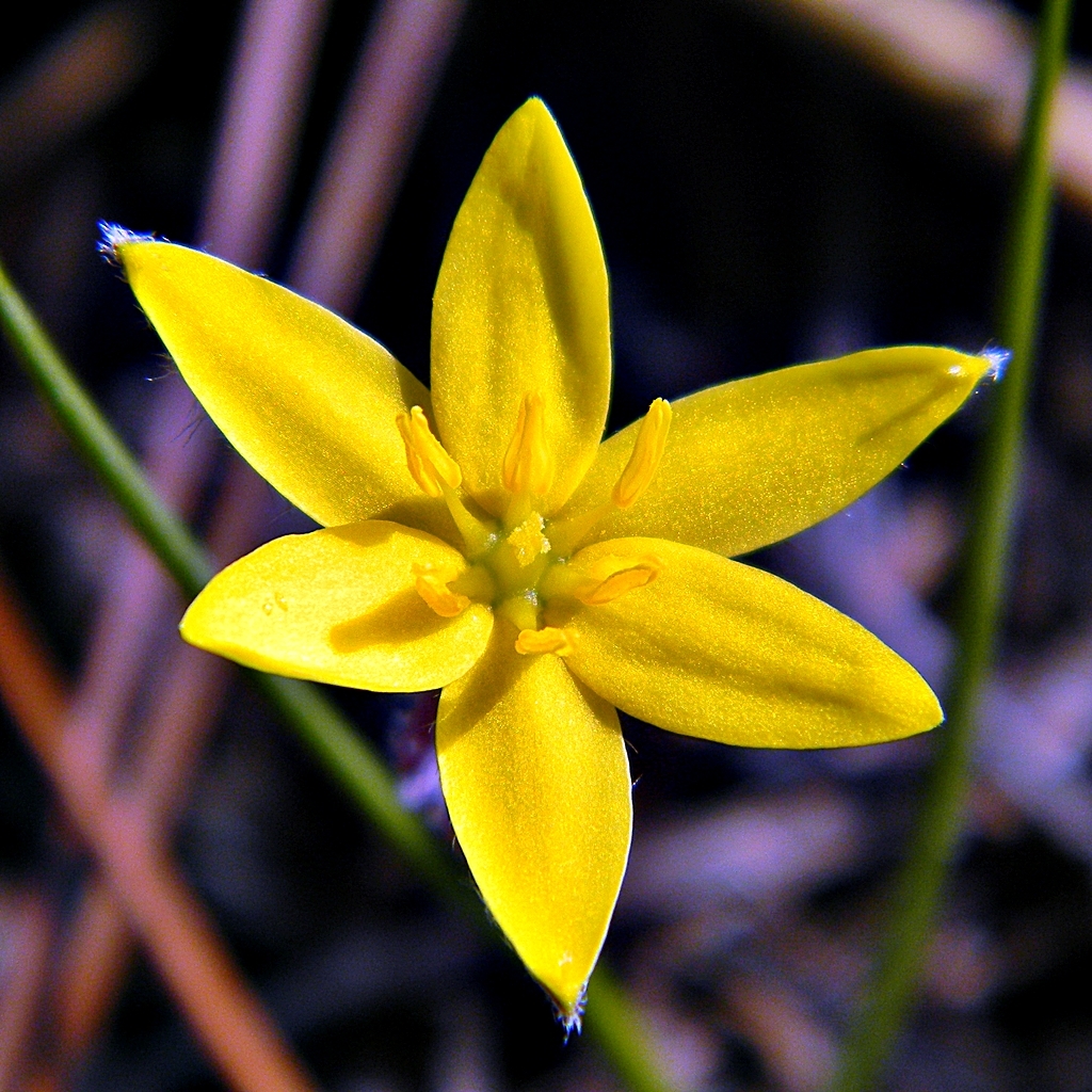 Hypoxis juncea
