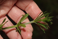 Galium aparine
