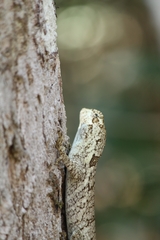 Sceloporus melanorhinus