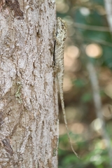 Sceloporus melanorhinus