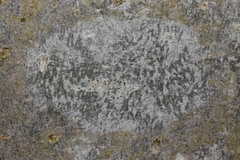 Lecidella elaeochroma