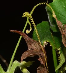 Polyclathra cucumerina