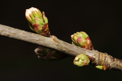 Prunus avium