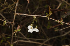 Prunus avium