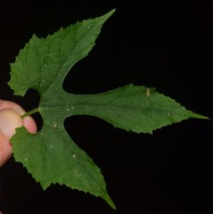 Polyclathra cucumerina
