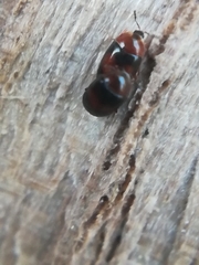 Clypastraea pulchella