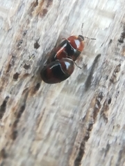 Clypastraea pulchella