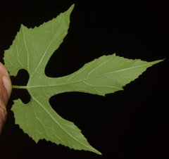 Polyclathra cucumerina
