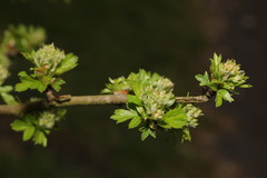 Crataegus monogyna