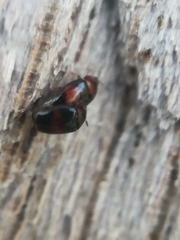 Clypastraea pulchella