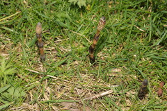 Equisetum arvense