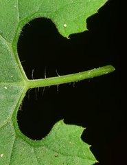 Polyclathra cucumerina