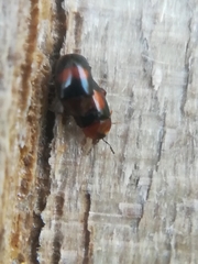 Clypastraea pulchella