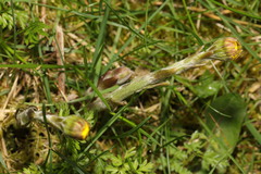 Tussilago farfara
