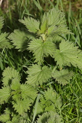 Urtica dioica