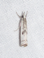 Microcrambus croesus