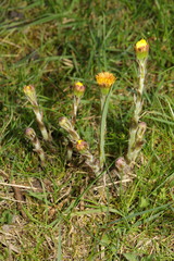 Tussilago farfara