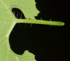 Polyclathra cucumerina