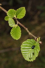 Alnus glutinosa