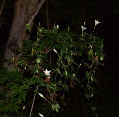 Polyclathra cucumerina
