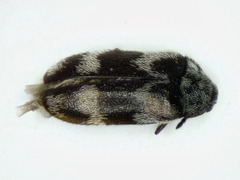 Trogoderma angustum