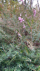 Erica carnea