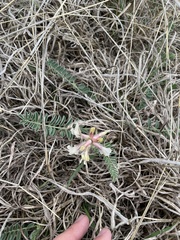 Astragalus crassicarpus