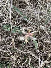 Astragalus crassicarpus
