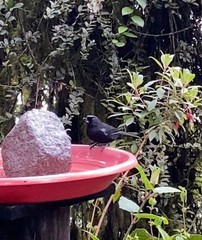 Diglossa lafresnayii