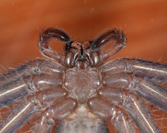 Holconia