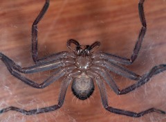 Holconia