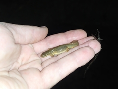 Lissotriton lantzi
