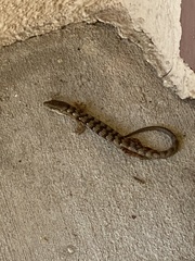 Elgaria multicarinata webbii