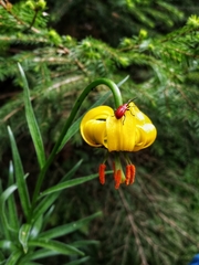 Lilium bosniacum