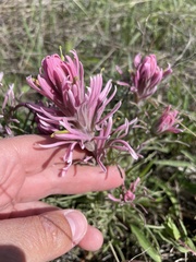Castilleja purpurea