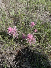 Castilleja purpurea