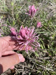 Castilleja purpurea