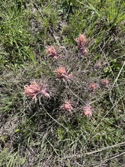 Castilleja purpurea