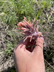 Castilleja purpurea