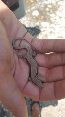 Podarcis muralis