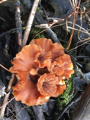 Podoscypha petalodes