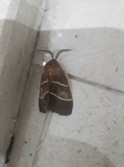 Macrothylacia digramma