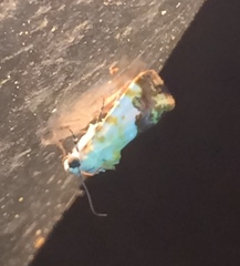 Acontiinae