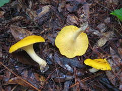 Cantharellus tenuithrix