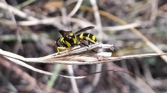 Xanthogramma marginale