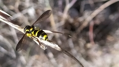 Xanthogramma marginale