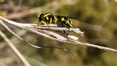 Xanthogramma marginale