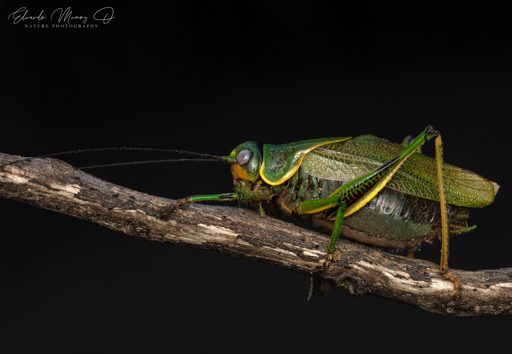 Gondwanan Katydids